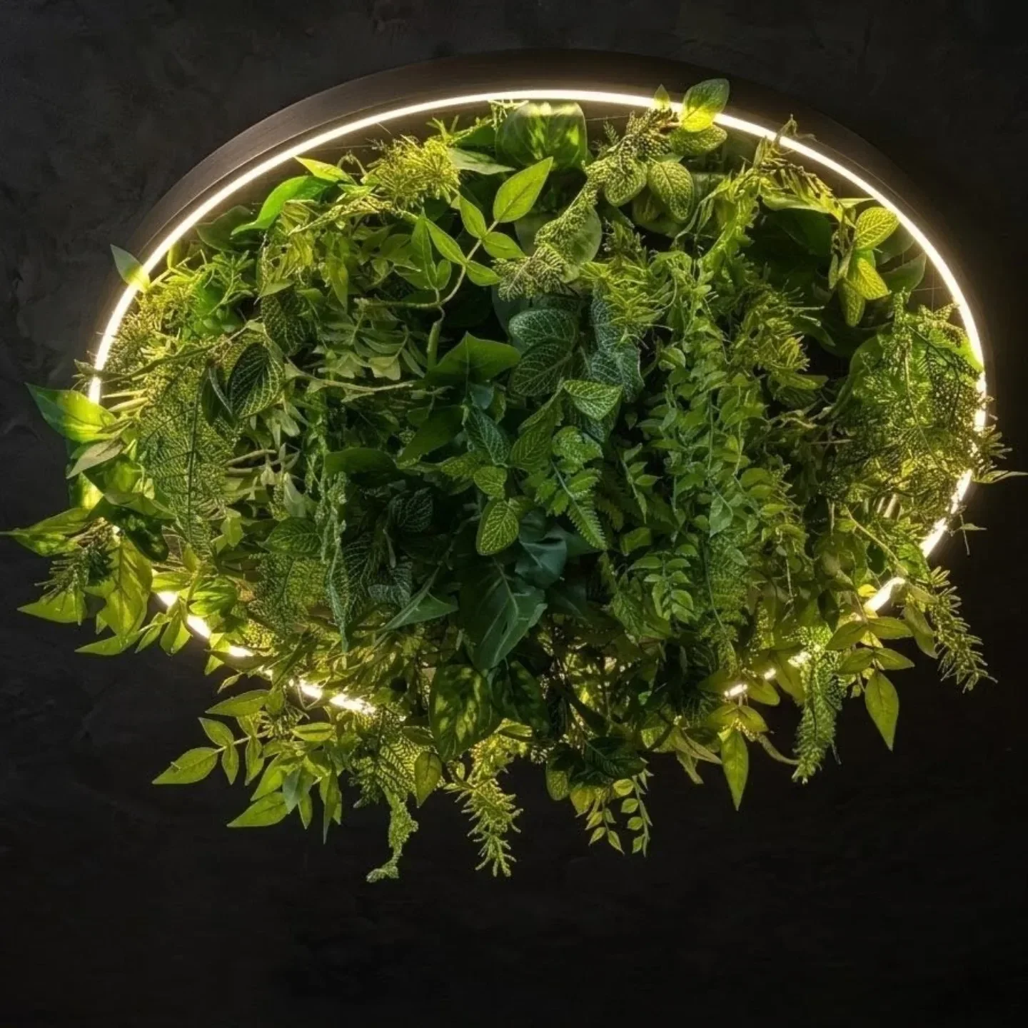 Потолочное озеленение: светящееся LED-кольцо с подвесной зеленью, Горячий Ключ