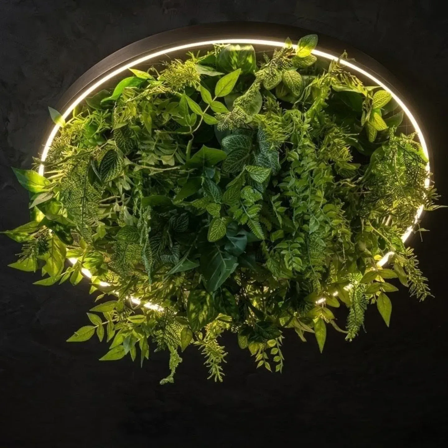 Потолочное озеленение: светящееся LED-кольцо с подвесной зеленью, Горячий Ключ